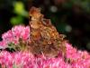 77631 – Photo : CUCHET Gerard – France (38)