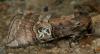 77687 – Photo : Pelouard – France (72)