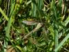 77869 – Photo : Jean-Pierre Viallard – France (28)