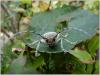 77705 – Photo : Patrick Desnos – France (05)