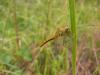 77944 – Photo : Fred More – France (22)