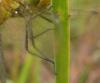 Sympetrum sp.