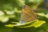 77652 – Photo : Nicolas Helitas – France (55)
