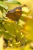 77682 – Photo : Nicolas Helitas – France (55)