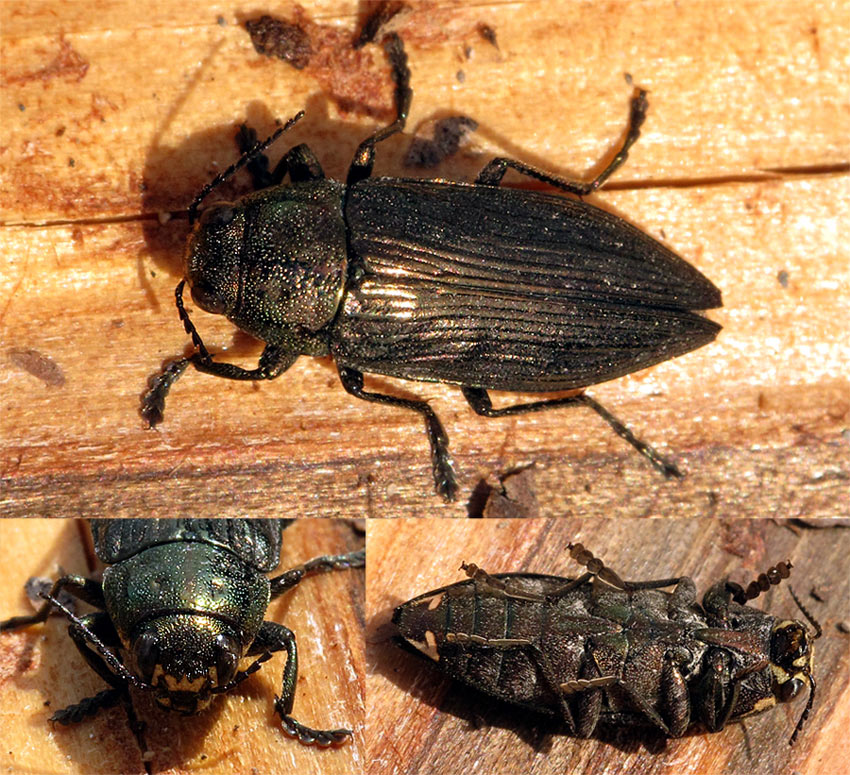 Fred Chevaillot - Buprestis (Buprestis) haemorrhoidalis - réf. 77012 (850 x 775 pixels, 218 ko)