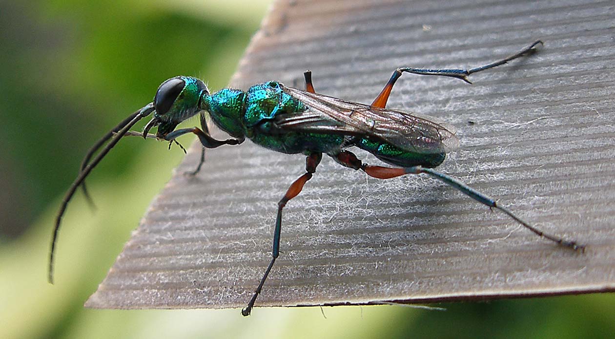 Dominique Martiré - Ampulex compressa - réf. 77677 (1260 x 694 pixels, 148 ko)