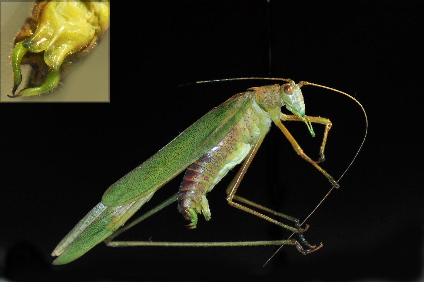 Jean Maurette - Phaneroptera falcata - réf. 77650 (1400 x 930 pixels, 128 ko)