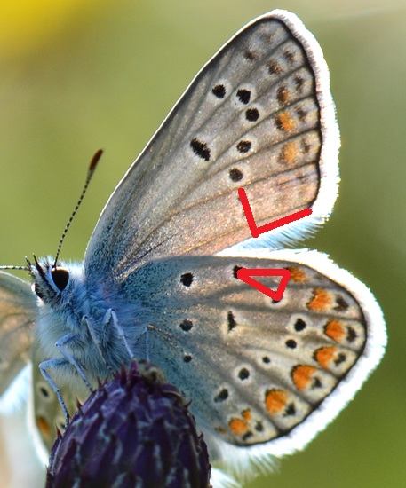gyps - Polyommatus (Polyommatus) sp. - réf. 77671 (457 x 550 pixels, 89 ko)