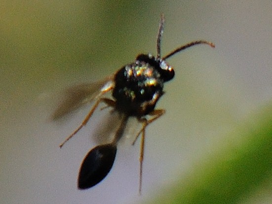 Prisca - Stilbula cyniformis - réf. 77721 (551 x 414 pixels, 78 ko)