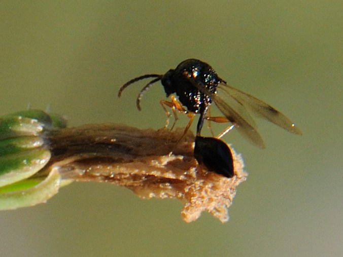 Prisca - Stilbula cyniformis - réf. 77720 (676 x 507 pixels, 90 ko)