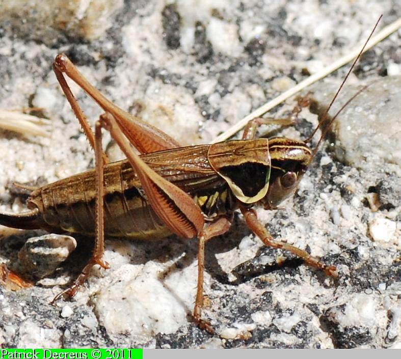 Patrick Decreus - Roeseliana roeselii - réf. 77700 (787 x 705 pixels, 114 ko)