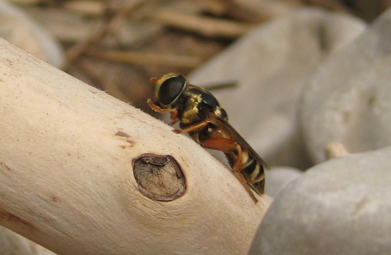 clovis - Merodon distinctus - réf. 77176 (800 x 523 pixels, 127 ko)