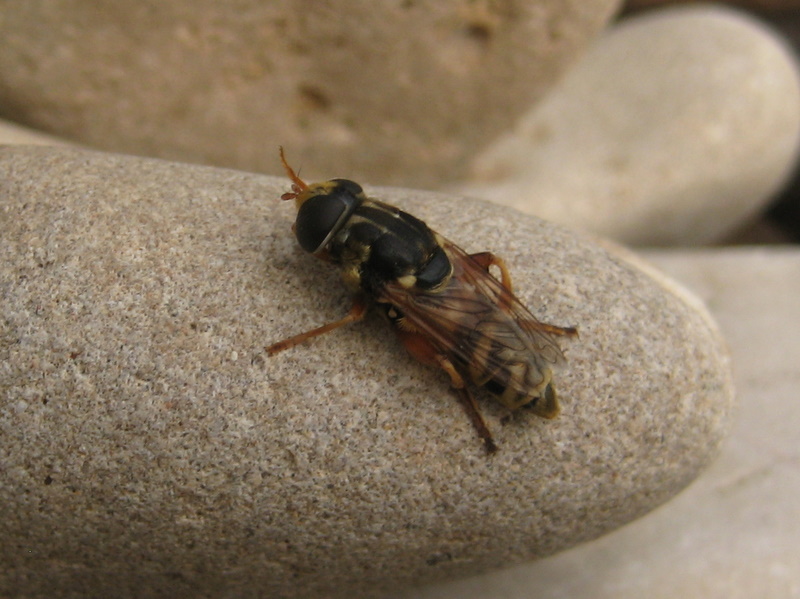 clovis - Merodon distinctus - réf. 77177 (800 x 599 pixels, 164 ko)