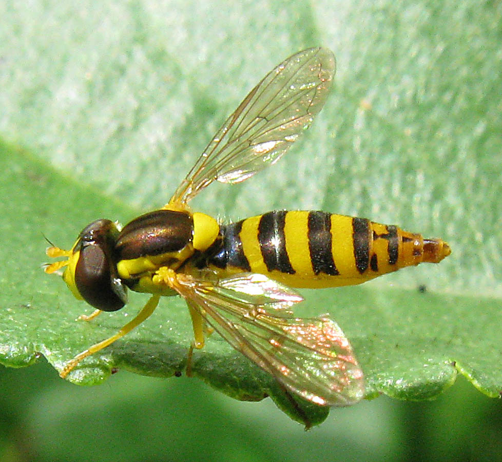 Dominique Martiré - Sphaerophoria sp. - réf. 77979 (978 x 900 pixels, 177 ko)