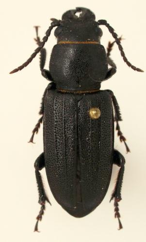 Spondylis buprestoides