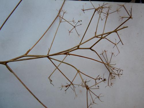 Réf. 78 465 : Musaria cephalotes