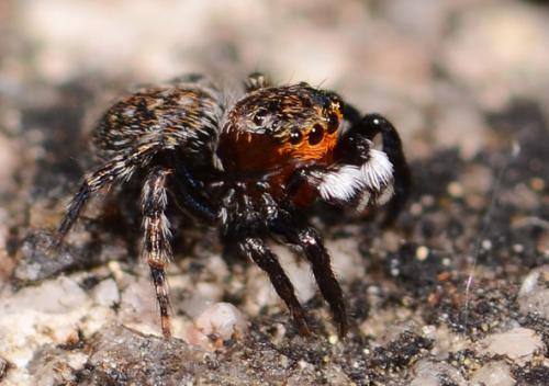 Talavera petrensis