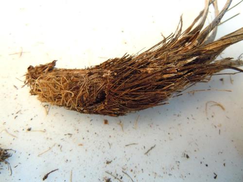Réf. 78 466 : Musaria cephalotes