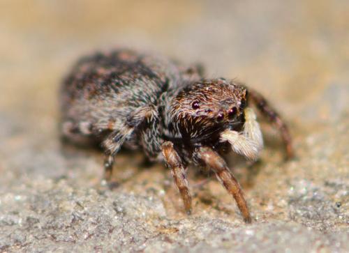 Talavera petrensis