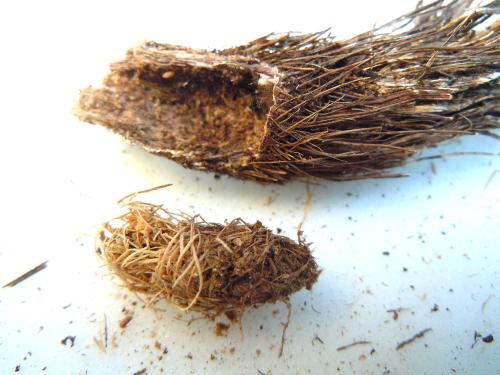 Réf. 78 467 : Musaria cephalotes