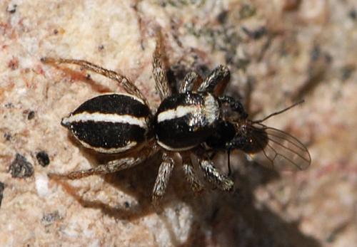 Réf. 78 037 : Heliophanus edentulus