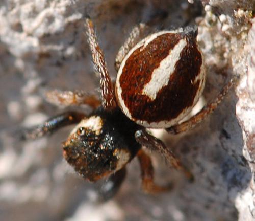 Pellenes flavipalpis