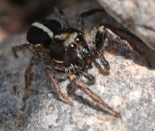 Réf. 78 068 : Heliophanus edentulus