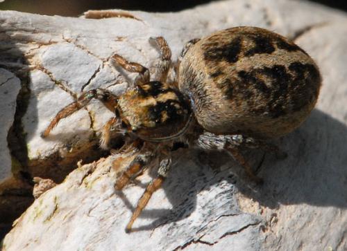 Réf. 78 069 : Heliophanus edentulus