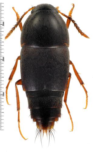 Réf. 78 702 : Sepedophilus testaceus