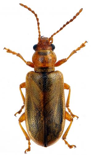 Orsodacne cerasi