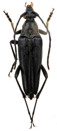 Etorofus pubescens