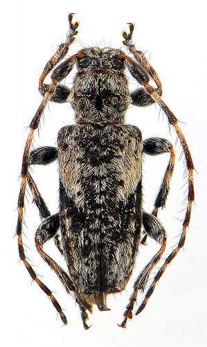 Pogonocherus decoratus