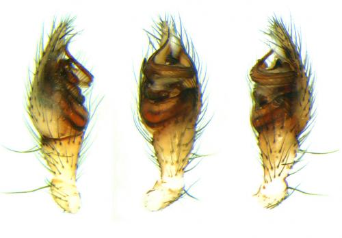 Steatoda grossa