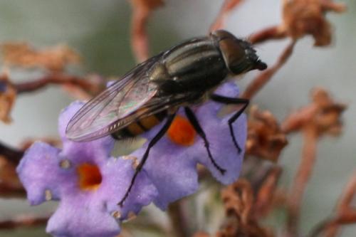 Stomorhina lunata