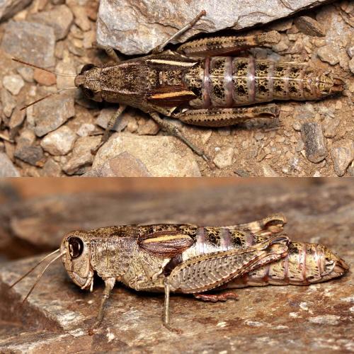 Paracaloptenus bolivari