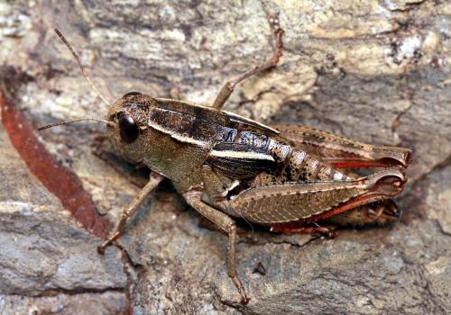 Paracaloptenus bolivari