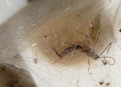 Réf. 78 286 : Tromatobia lineatoria
