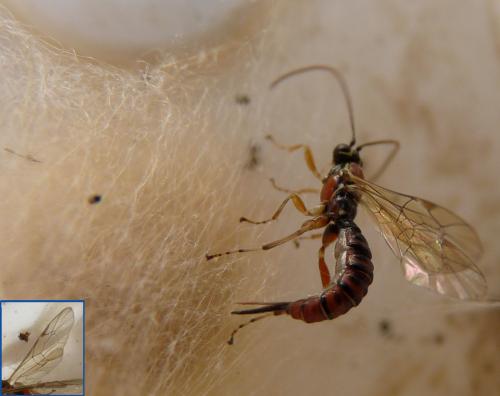 Réf. 78 287 : Tromatobia lineatoria