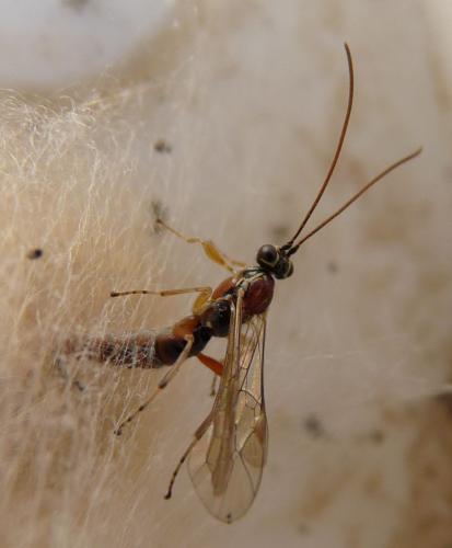 Réf. 78 288 : Tromatobia lineatoria