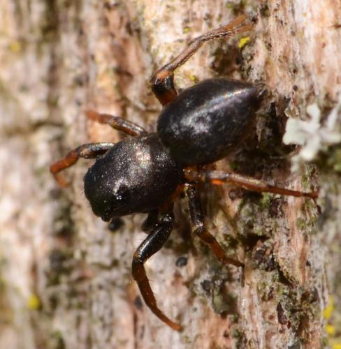 Heliophanus cupreus