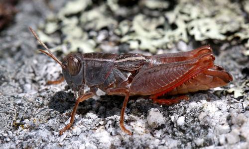 Paracaloptenus bolivari