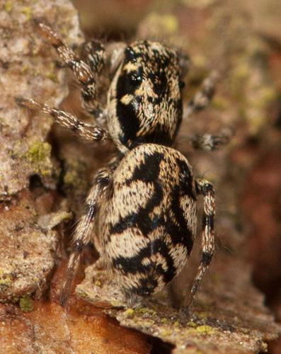Salticus sp.