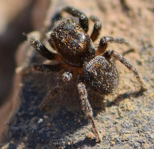Euophrys sp.