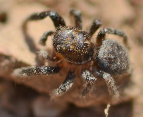 Euophrys sp.