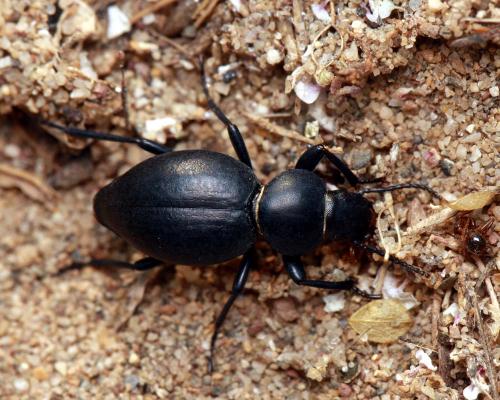 Tentyria mucronata