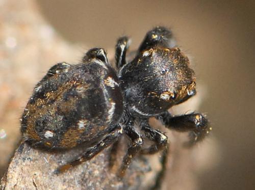 Evarcha laetabunda