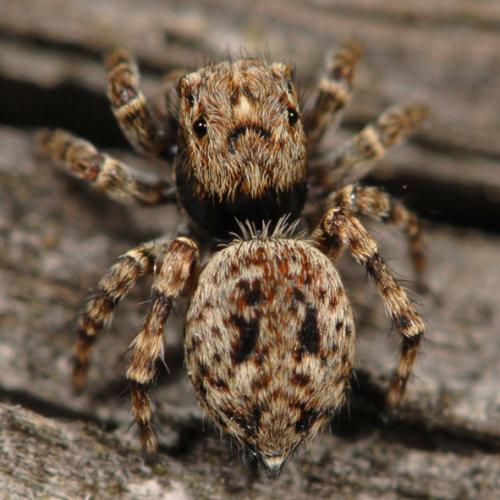 Réf. 78 022 : Attulus pubescens