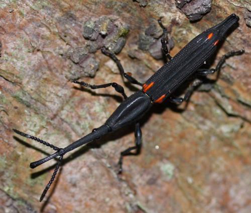 Zetophloeus pugionatus