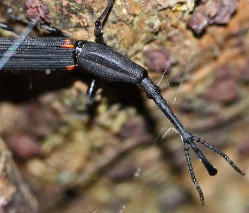 Zetophloeus pugionatus