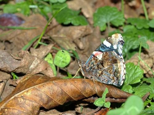 Vanessa atalanta